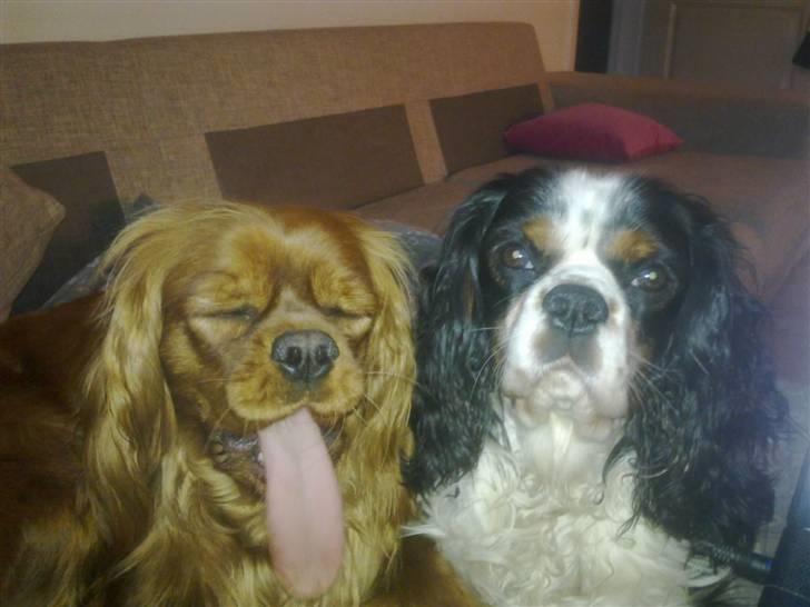 Cavalier king charles spaniel Chicco billede 11