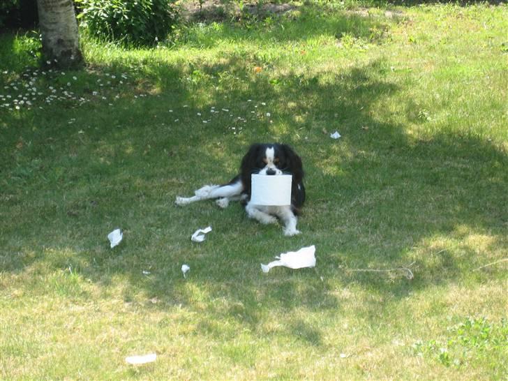 Cavalier king charles spaniel Chicco - Billedet er taget af min mor, da hun passede Chicco. Lidt uartig må man vil have lov at være. billede 14