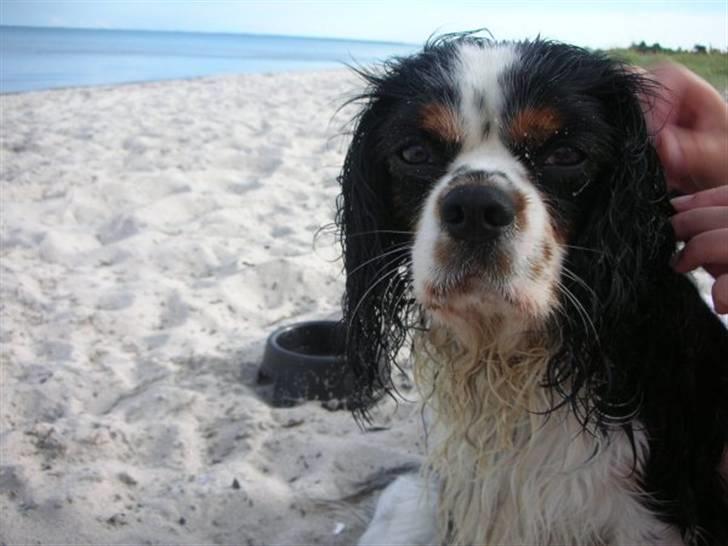 Cavalier king charles spaniel Chicco - Våd og sandet, men sikke en skøn strandtur. billede 15