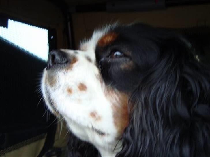 Cavalier king charles spaniel Chicco - Chicco i profil. billede 16