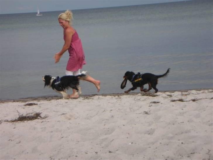 Cavalier king charles spaniel Chicco billede 12