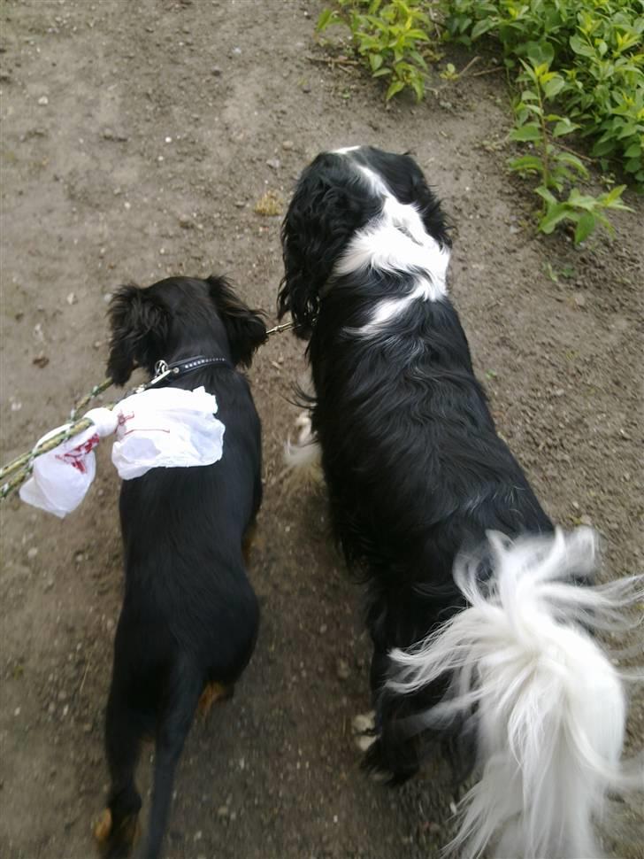 Cavalier king charles spaniel Chicco - Valde går med Chicco i snor. billede 10