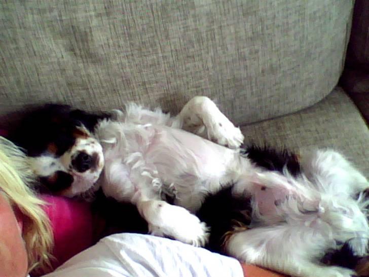 Cavalier king charles spaniel Chicco - Velfortjent morfar. billede 9