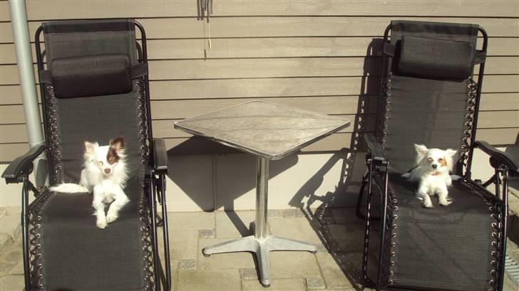 Blanding af racer Laura billede 6