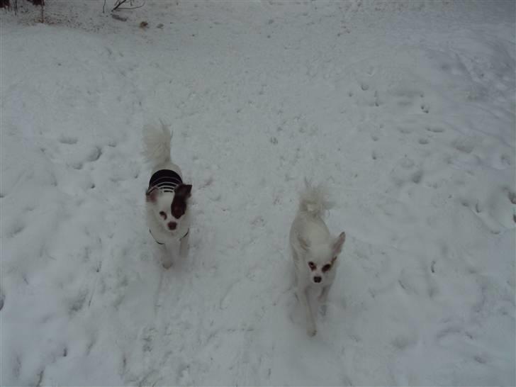 Blanding af racer Laura billede 7