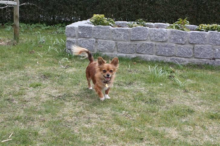 Chihuahua Bella billede 11