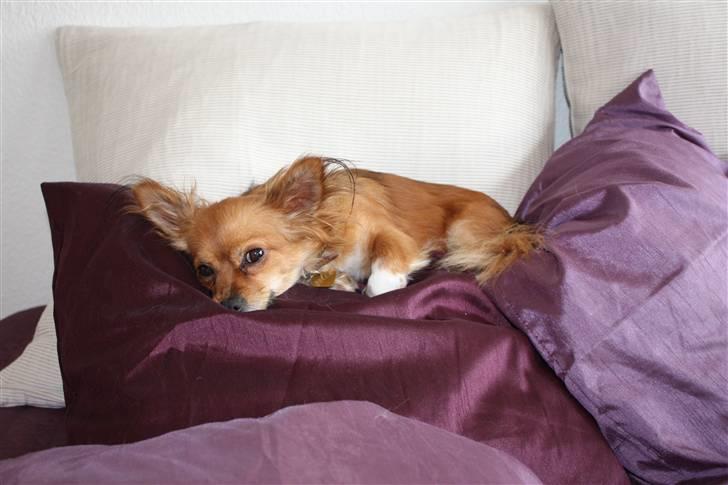 Chihuahua Bella billede 12