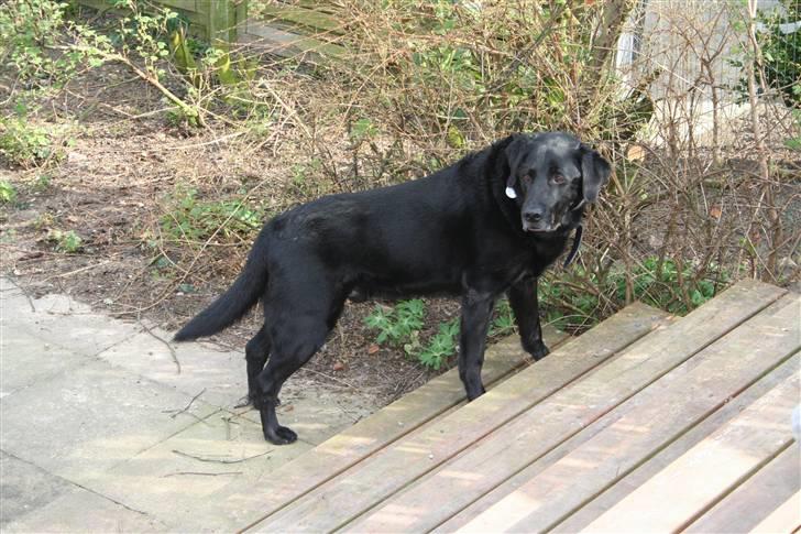 Blanding af racer Valde - 18/4-2010 billede 1