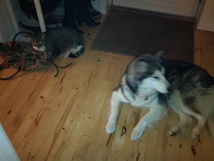 Blanding af racer Poppi billede 9