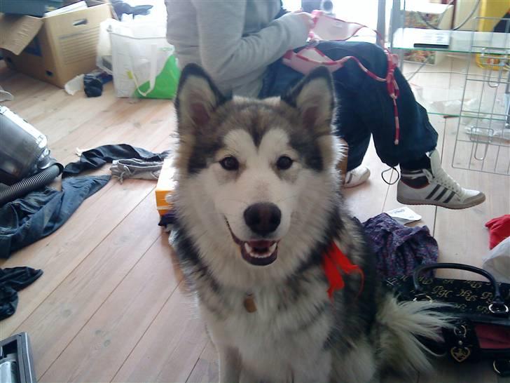 Blanding af racer Poppi billede 10