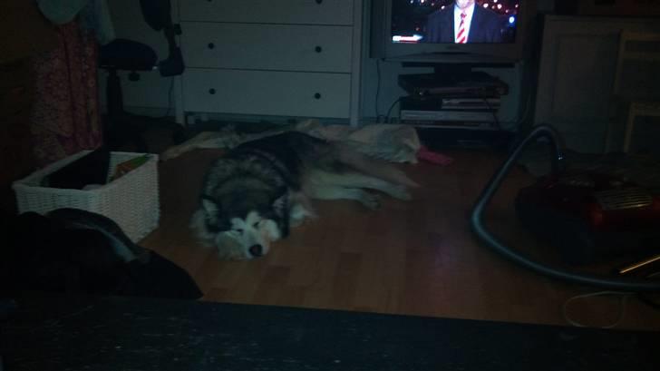 Blanding af racer Poppi billede 11