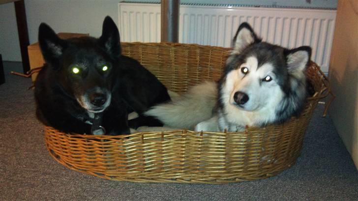 Blanding af racer Poppi billede 12