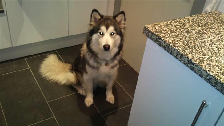 Blanding af racer Poppi billede 13