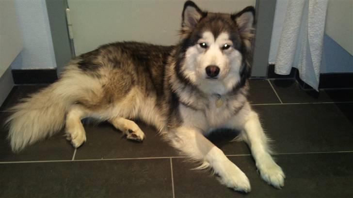 Blanding af racer Poppi billede 14