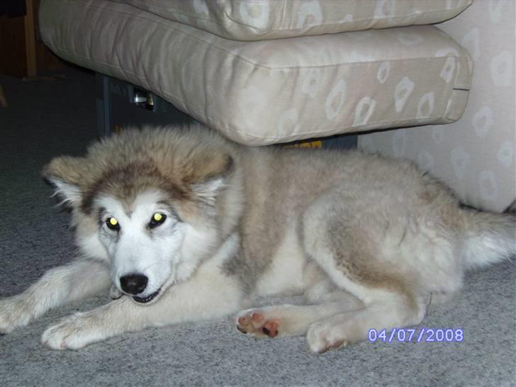 Blanding af racer Poppi billede 16