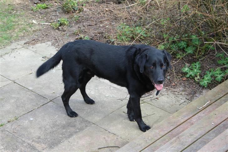 Blanding af racer Valde - 18/4-2010 billede 2