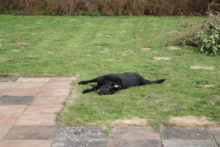 Blanding af racer Valde - 18/4-2010 billede 3