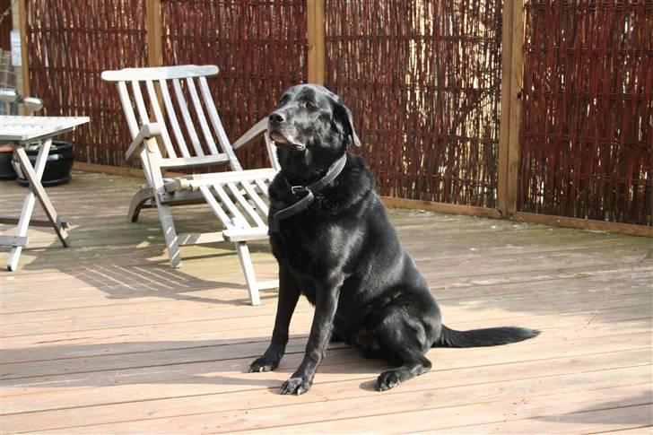 Blanding af racer Valde - 18/4-2010 billede 4