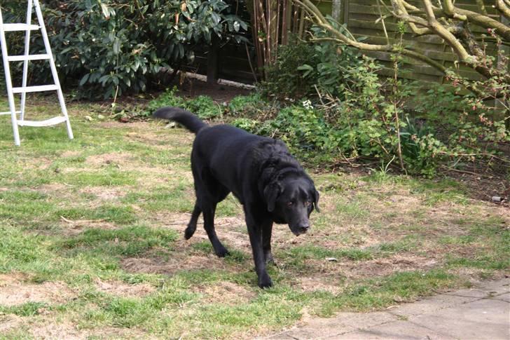 Blanding af racer Valde - 18/4-2010 billede 5