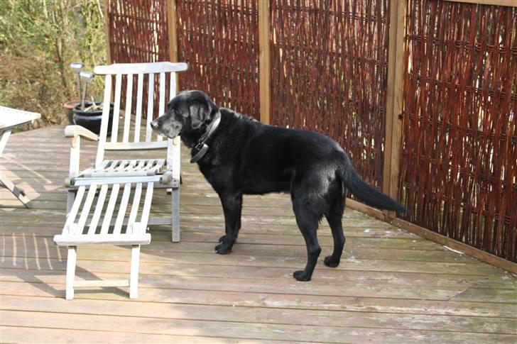 Blanding af racer Valde - 18/4-2010 billede 6