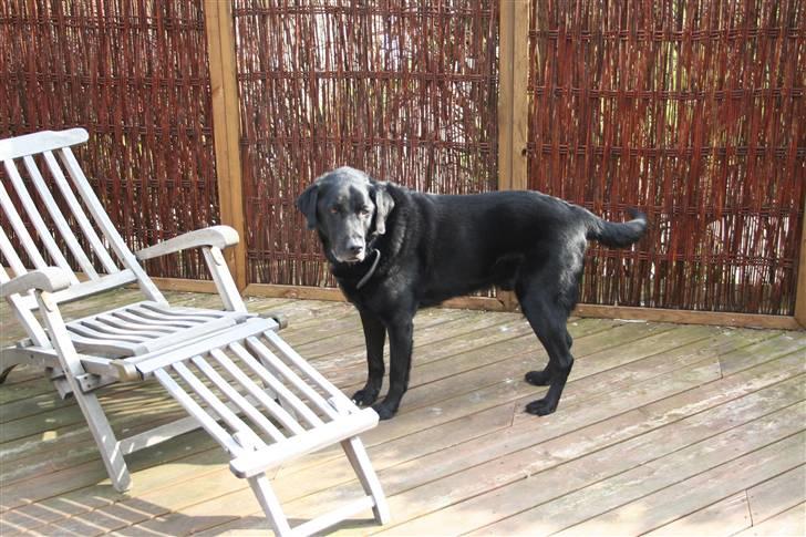 Blanding af racer Valde - 18/4-2010 billede 7