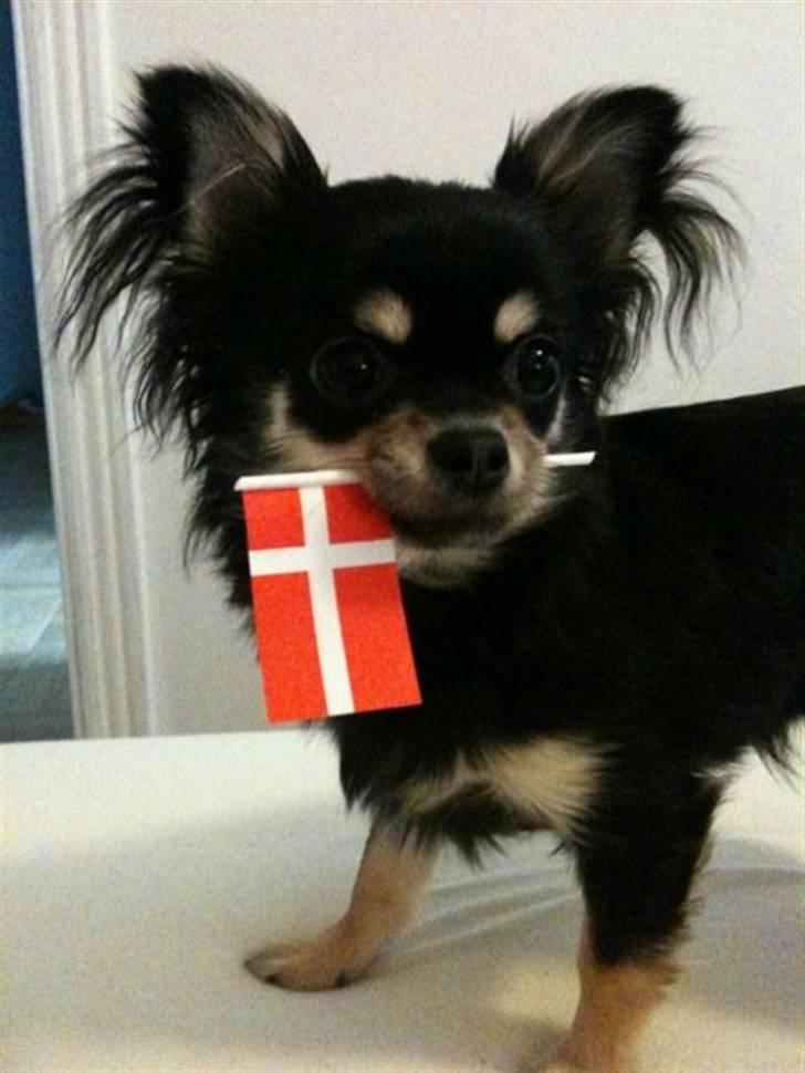 Chihuahua Lady La Luna billede 15