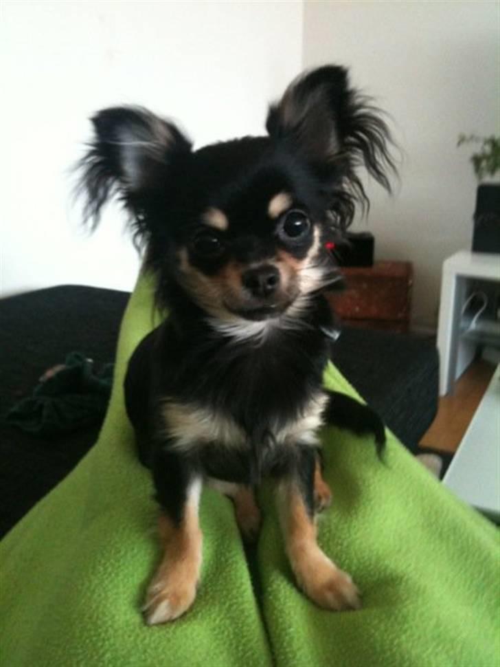 Chihuahua Lady La Luna billede 16