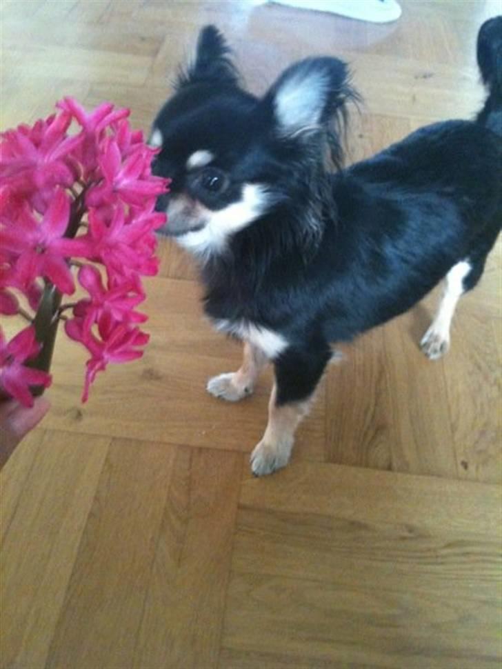 Chihuahua Lady La Luna billede 17