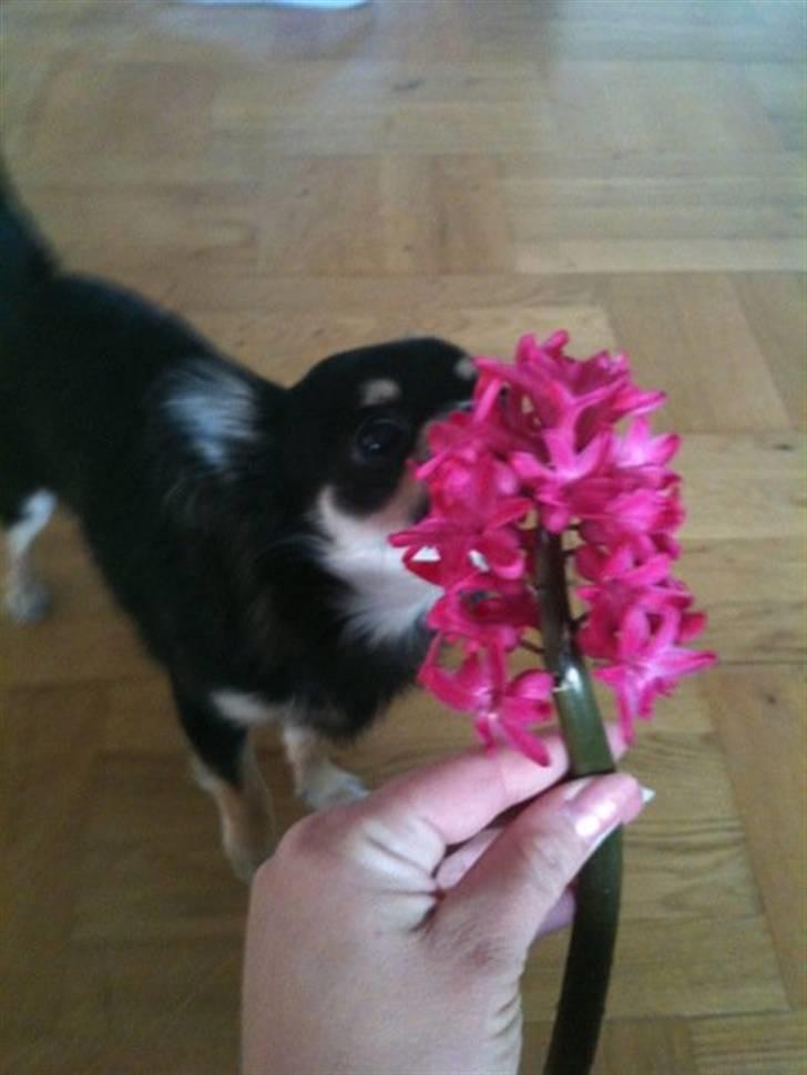 Chihuahua Lady La Luna billede 18