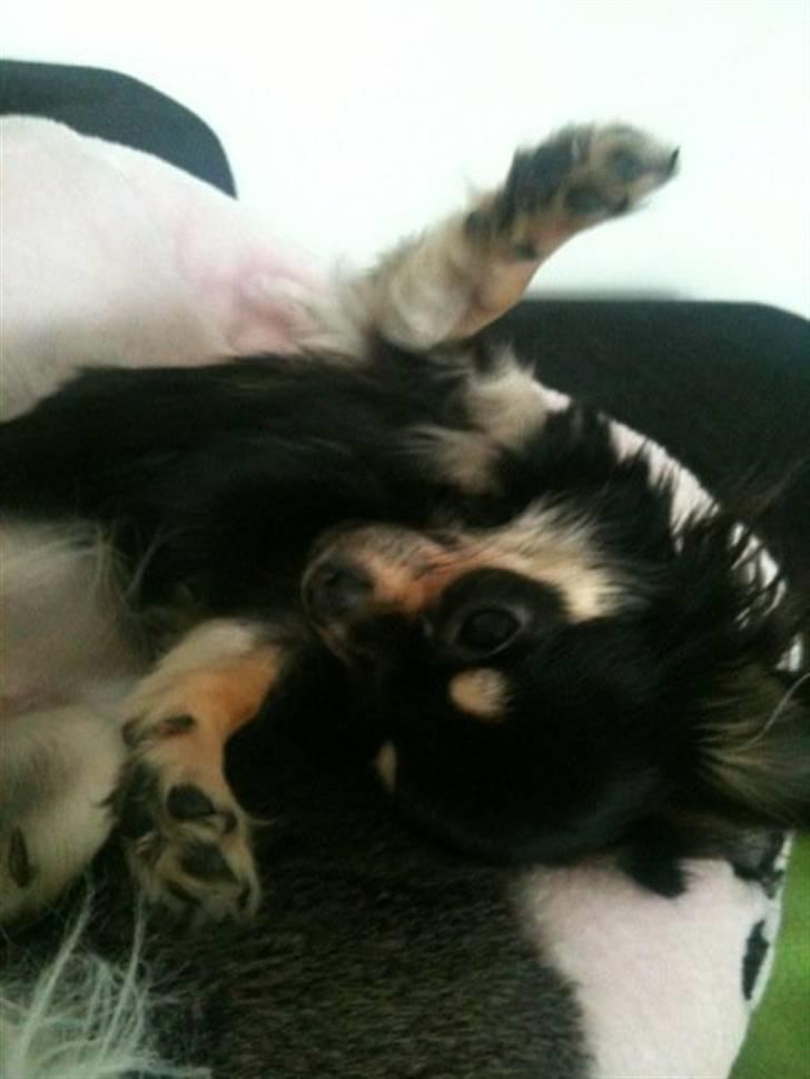 Chihuahua Lady La Luna billede 19