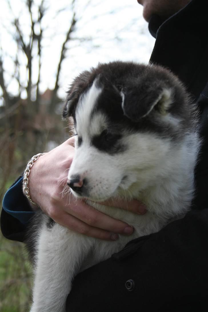 Siberian husky Kenzo - 18/4-2010 billede 1