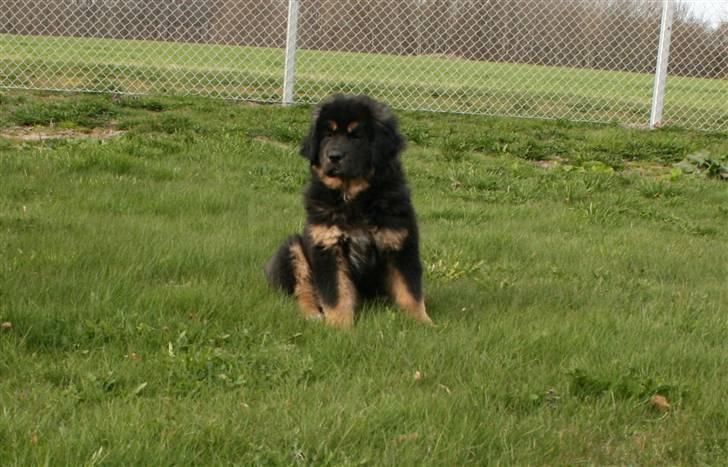 Tibetansk mastiff Rami billede 10