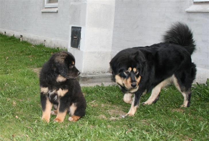 Tibetansk mastiff Rami billede 11