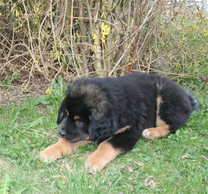 Tibetansk mastiff Rami billede 12