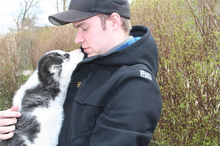 Siberian husky Kenzo - 18/4-2010 billede 2