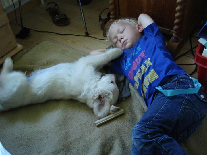 Golden retriever Djazz - mikkel og Djazz 5 mdr billede 13