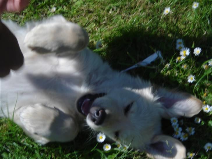 Golden retriever Djazz - Djazz 4 mdr billede 14