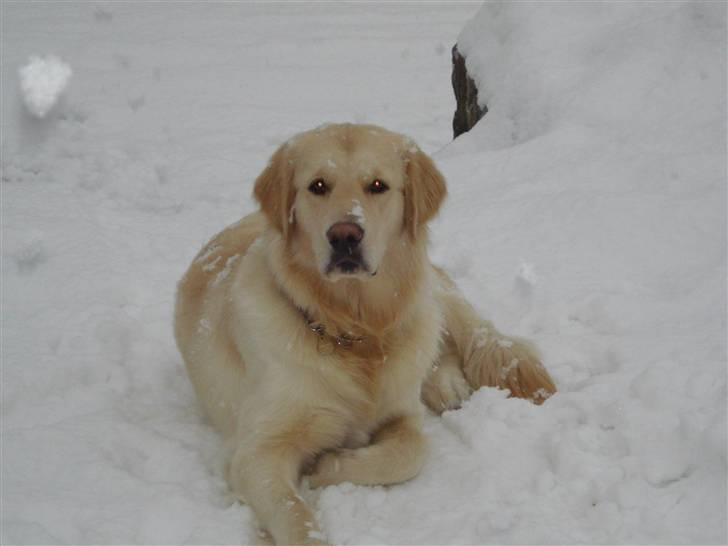Golden retriever Djazz - Djazz 10 mdr billede 15