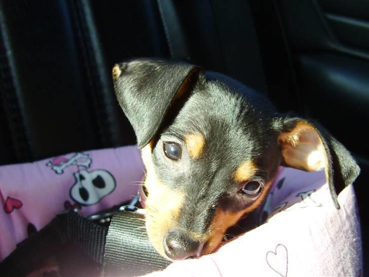 Prazsky krysarik Eta - <3 billede 6