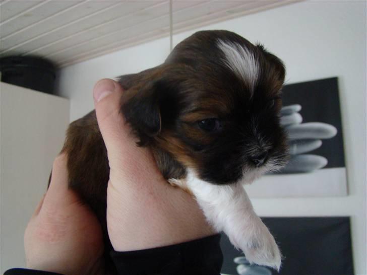 Lhasa apso Ludvig billede 4