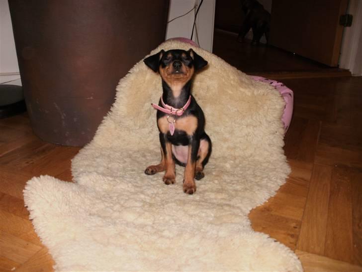 Prazsky krysarik Eta - Smiiiiiiiiiiiiil ;-) billede 7