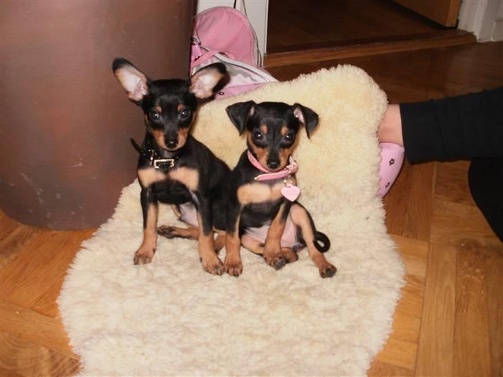 Prazsky krysarik Eta - Brormand til venstre og mig til højre.. er vi ikke dejlige?? billede 8