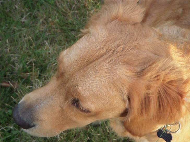 Golden retriever Alfred billede 14