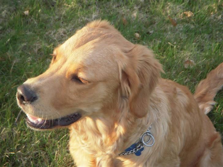 Golden retriever Alfred billede 15