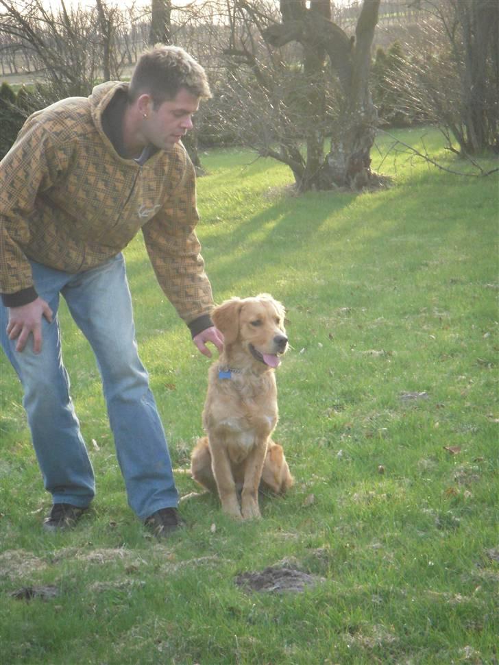 Golden retriever Alfred billede 16