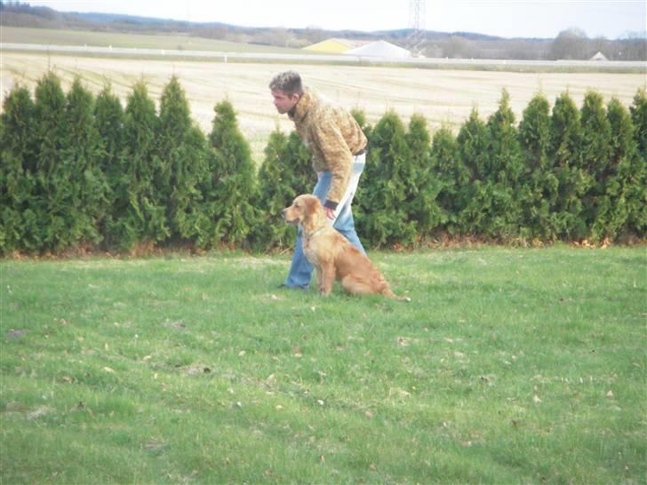 Golden retriever Alfred billede 17