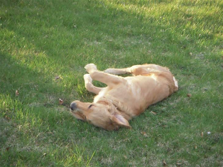 Golden retriever Alfred billede 18