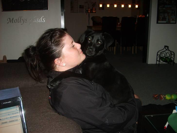 Labrador retriever Molly billede 8