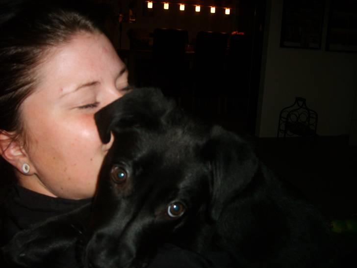 Labrador retriever Molly billede 9