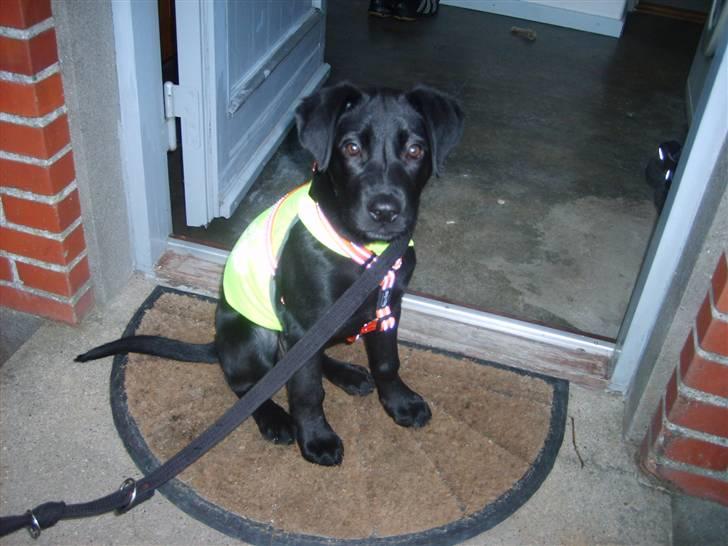 Labrador retriever Molly billede 10